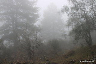 Serra Buffa Monte Crisimo